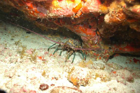 Lagosta durante mergulho no Buraco das Cabras, em Fernando de Noronha - PE (foto de Mateus Harfush - Ciliares)